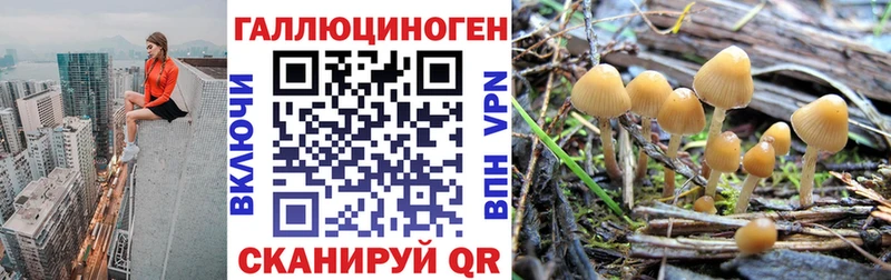 Галлюциногенные грибы GOLDEN TEACHER Верея